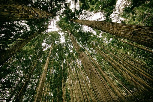 forest-505860__340.jpg